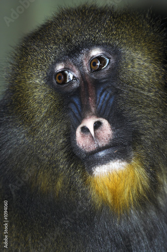 mandrill- young alpha male