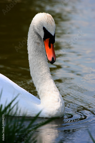 swan photo