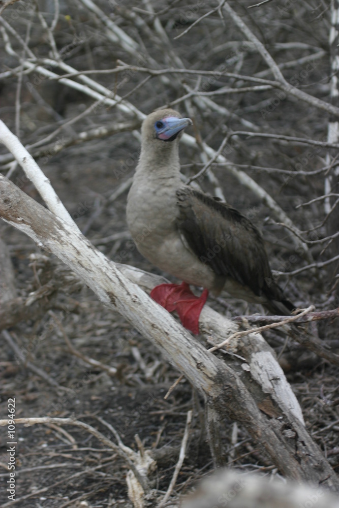 red-footed booby