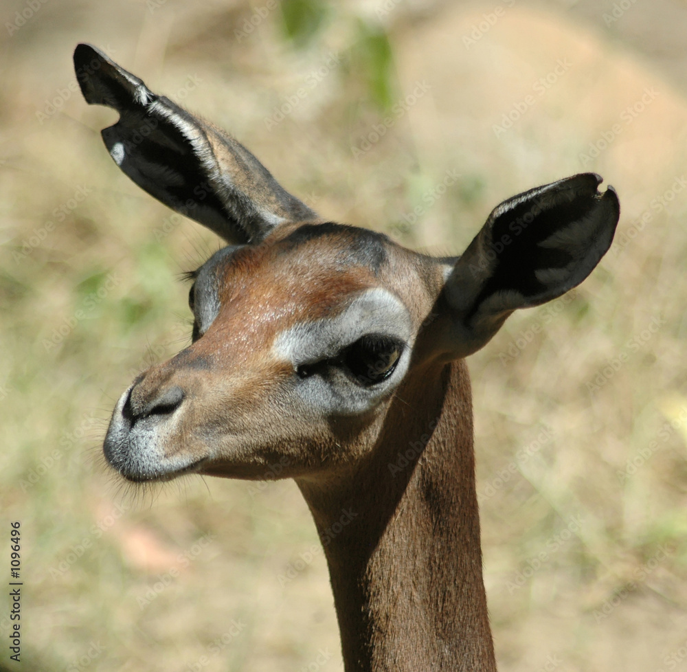 head of a gazelle