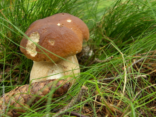 Tableau sur toile boletus
