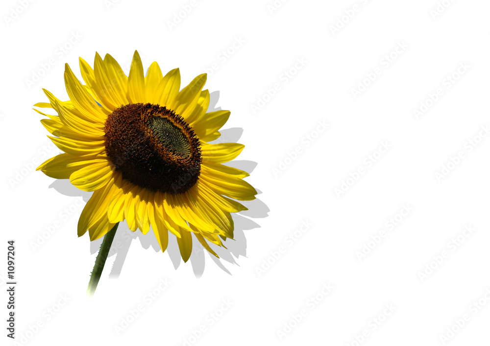 Naklejka premium sonnenblume freigestellt