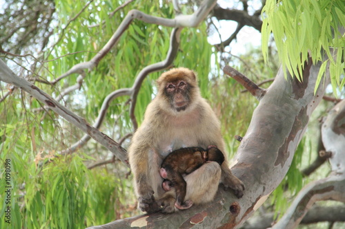 mammy and baby monkey © Rodarena