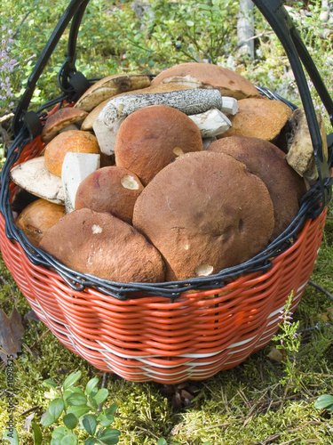 mushrooms