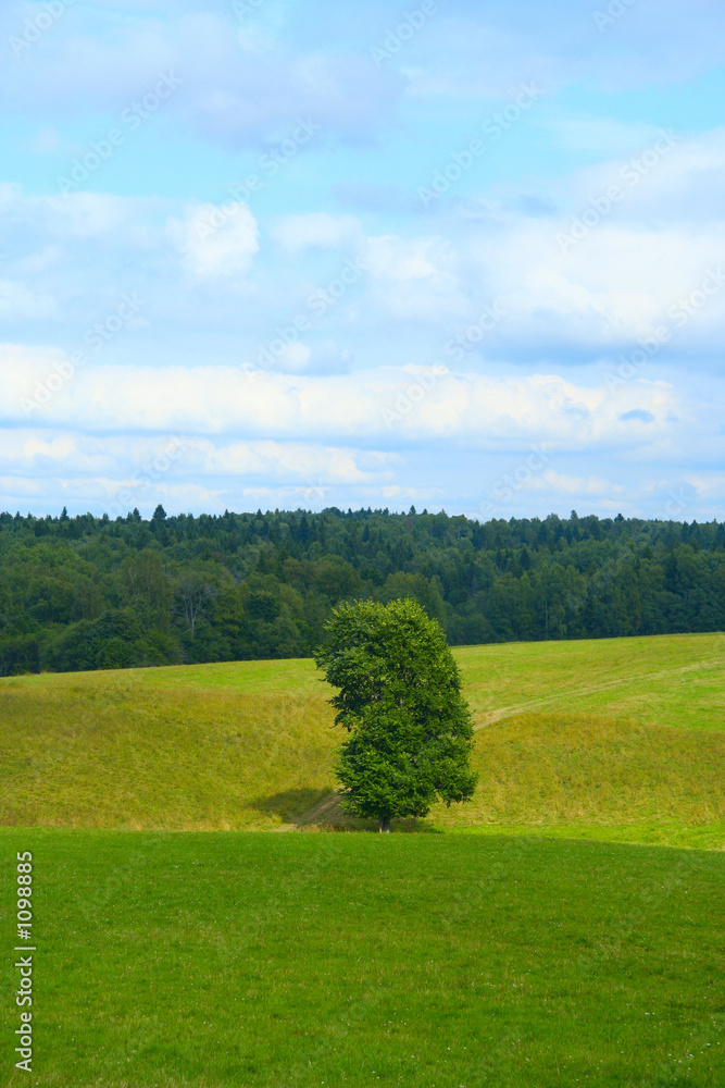 Fototapeta premium single tree with trail 1