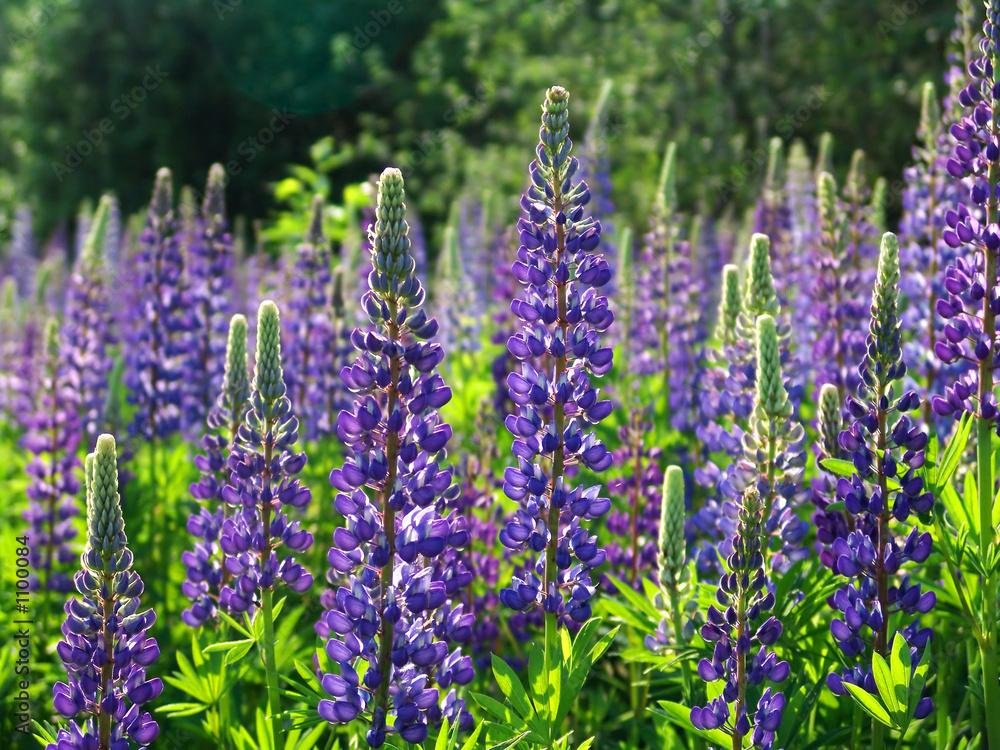 Obraz premium lupines 3