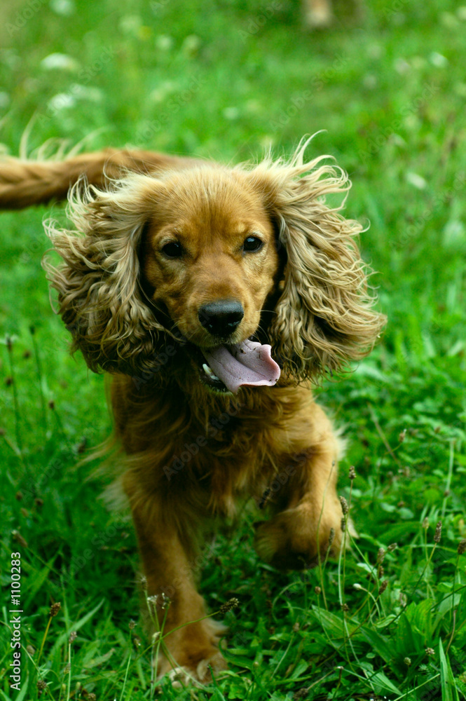 happy dog running