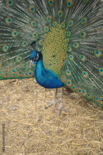 peacock