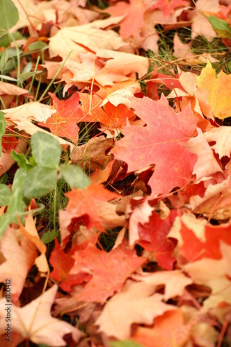 autumn leaves