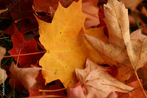 autumn maple