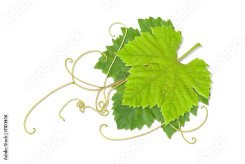 grape leaves 02