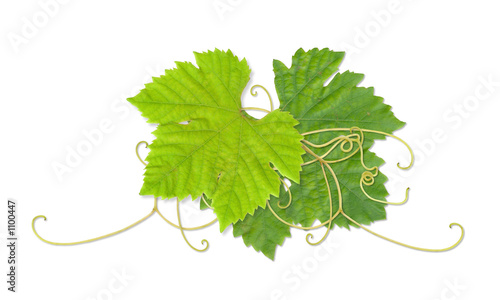 grape leaves 03