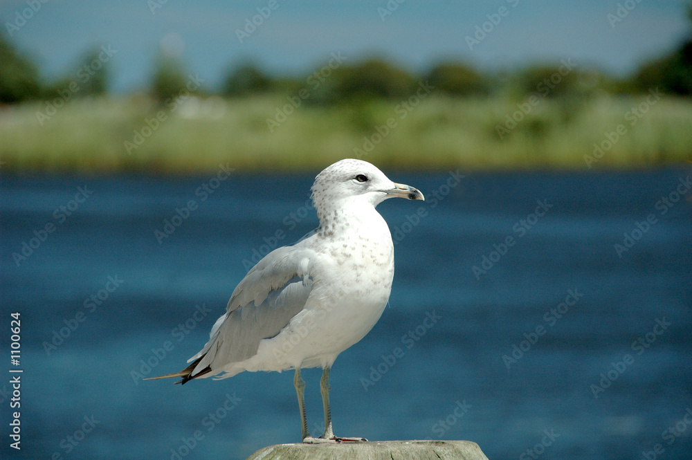 gull gull