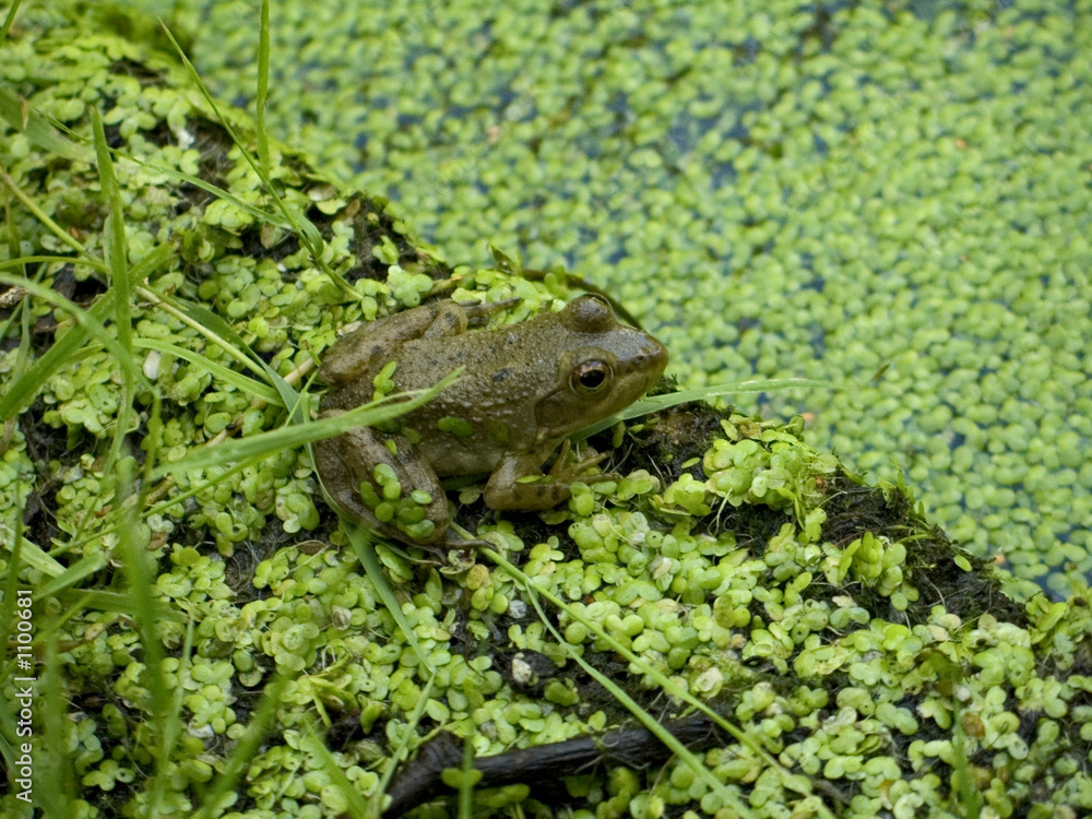 Obraz premium close-up frog 1