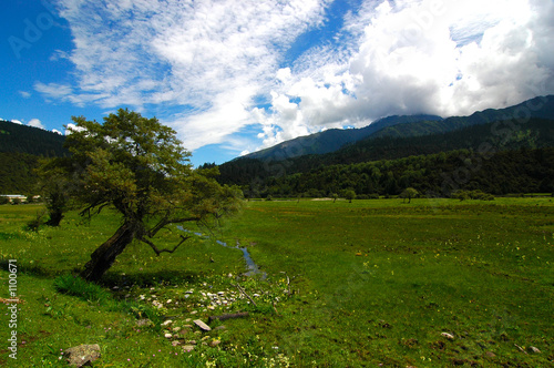 grasslands of nyingchi photo