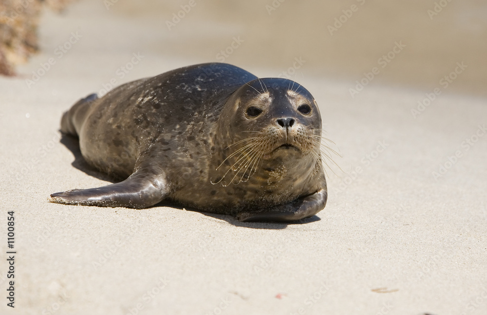 Fototapeta premium harbor seal pup 2