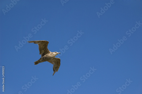 seagull flying