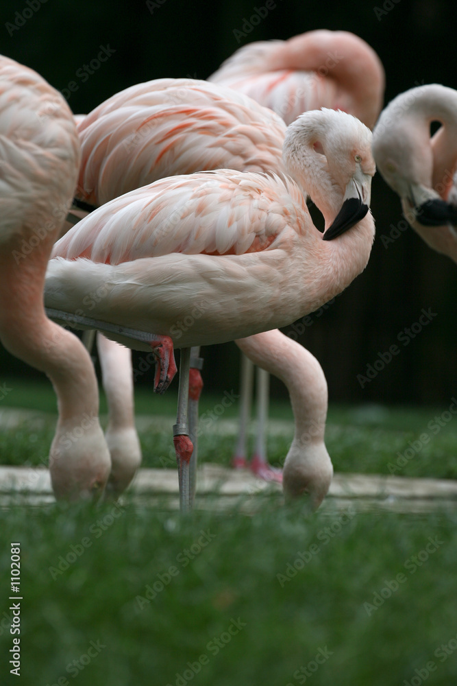 Naklejka premium flamingos