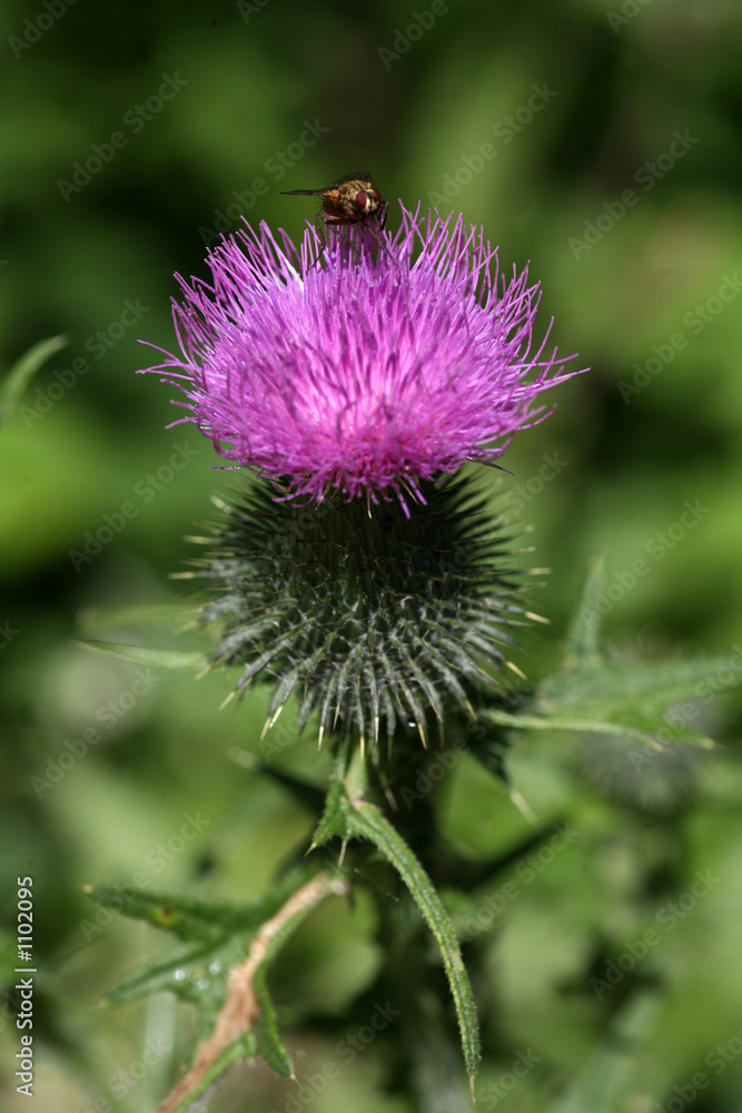 kratzdistel mit fliege kratzdistel mit fliege