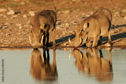 warthogs drinking