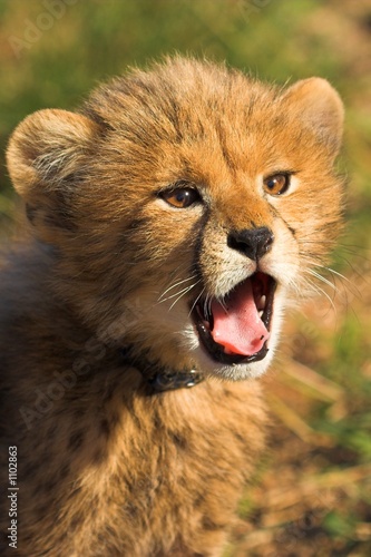 Fotografia cheetah cub