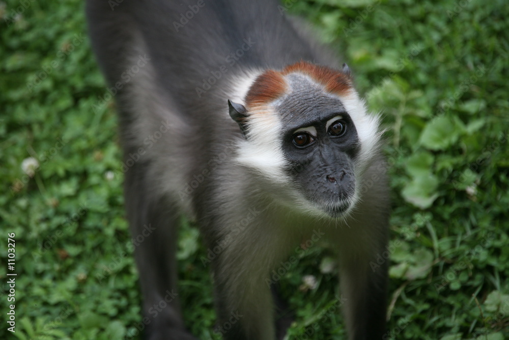 Obraz premium rotscheitelmangabe