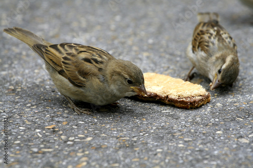 déjeuner oiseaux photo