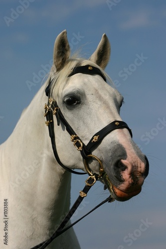 noble horse portrait