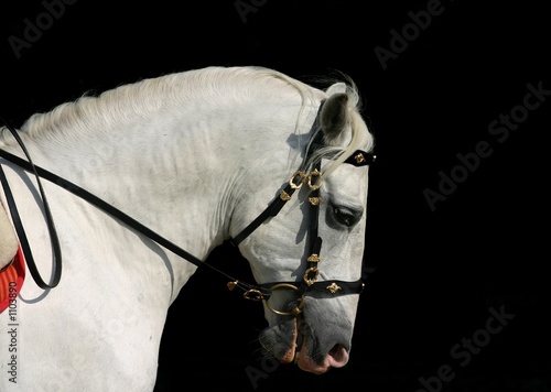 Konstfotografi andalusian horse at work