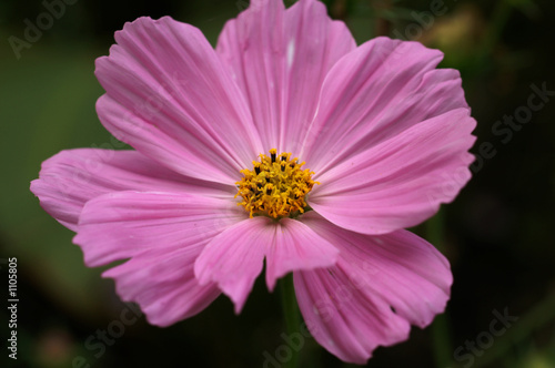 cosmos bipinnatus