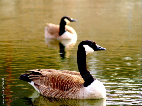  wild geese