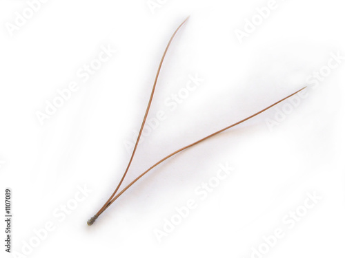 aiguille de pin