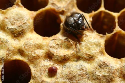 varroa photo