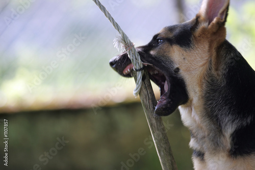 Foto jeune chien mordant