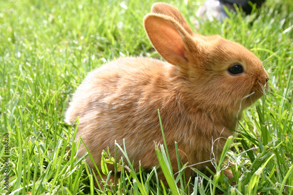 lapin lapin