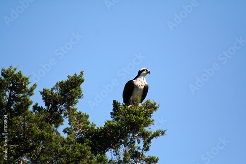osprey perched on branches