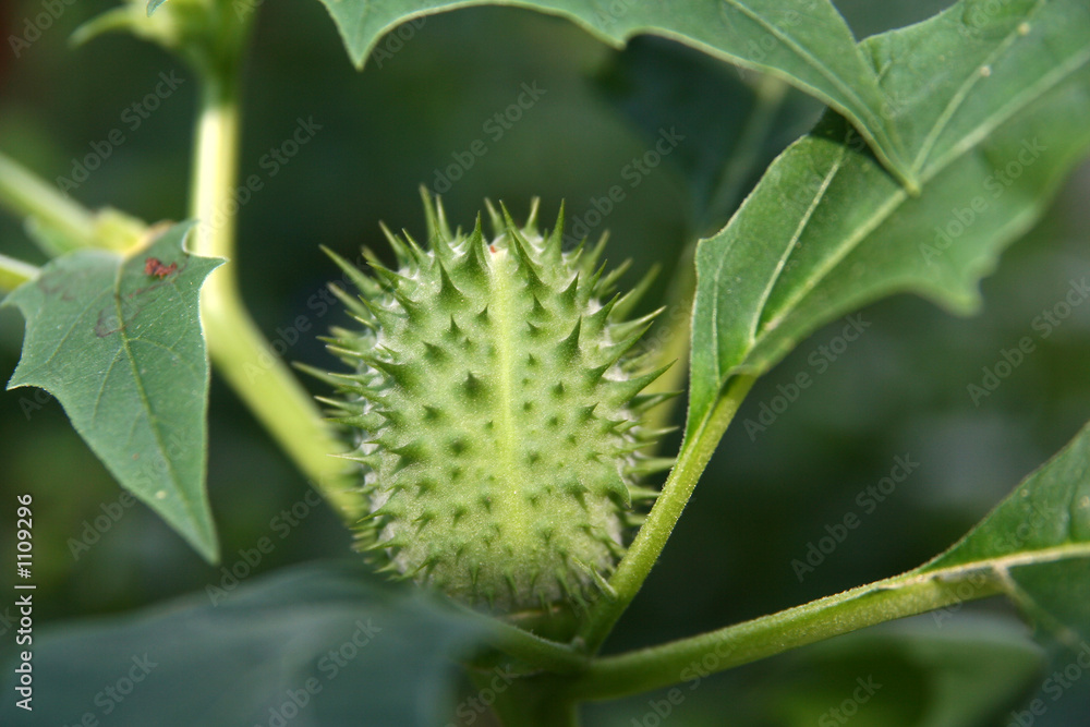 thorny fruit thorny fruit