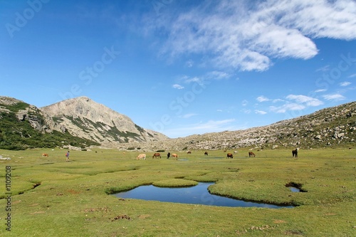corse