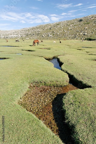 pozzines - lac nino - corse