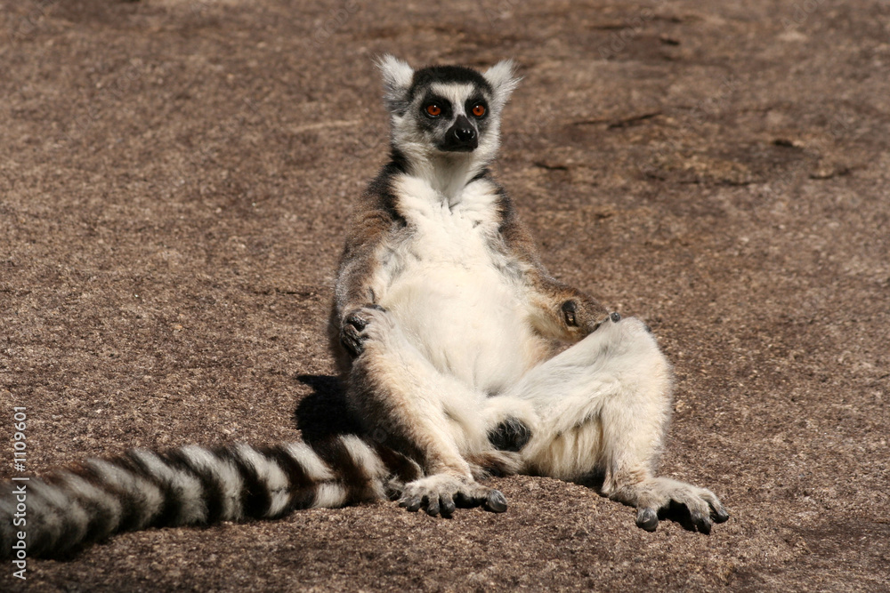 lémurien (maki catta) - madagascar