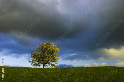 spring tree photo