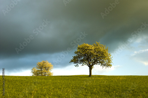 spring tree photo