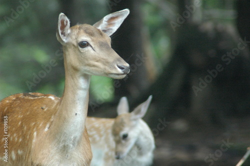 deer with fawn