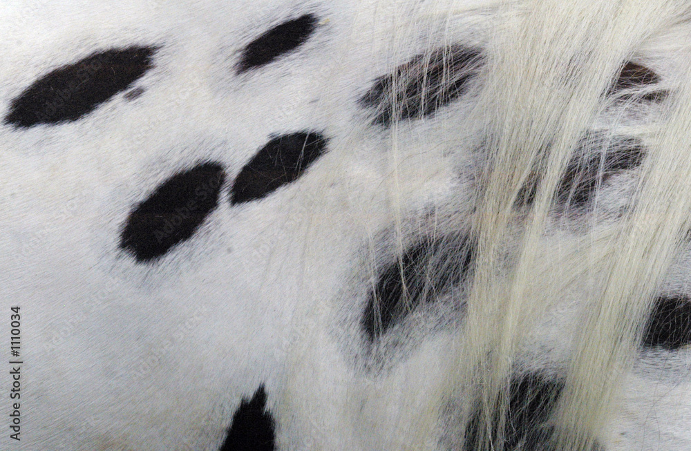 Ταπετσαρία horse hair leopard appaloosa