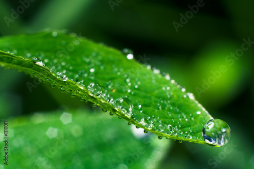 green leaf in dew-drops