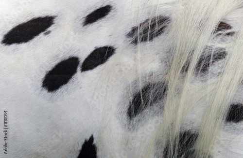 horse hair leopard appaloosa