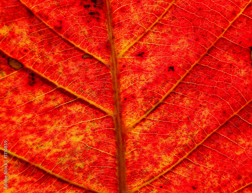 Fototapeta premium network 4