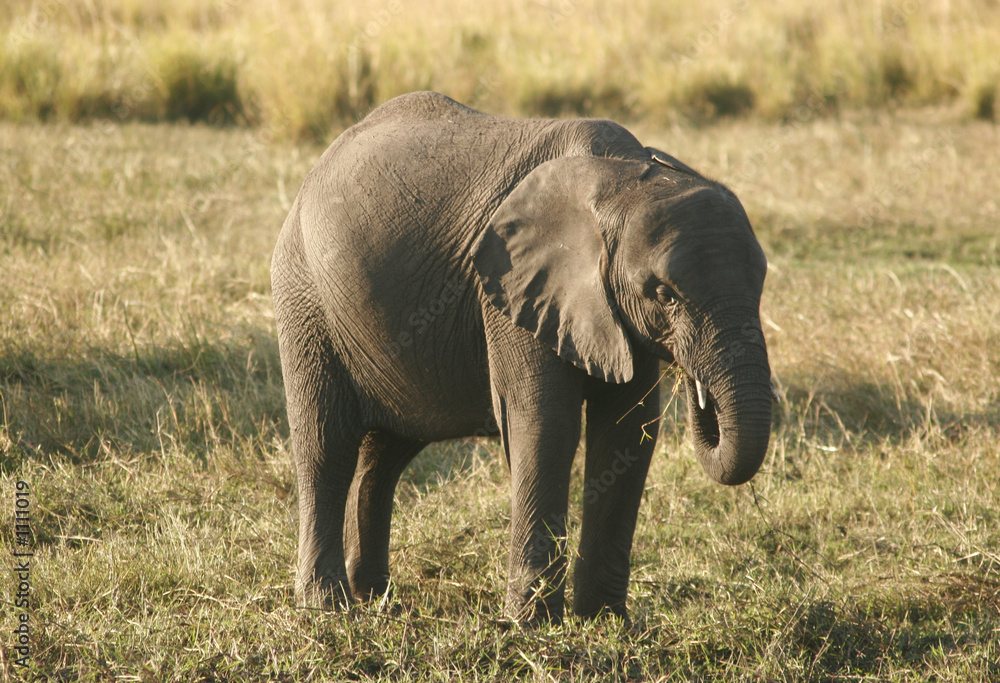 Obraz premium african elephant