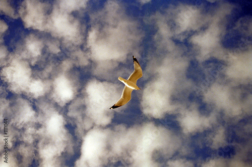seagull flying in cloudy blue sky
