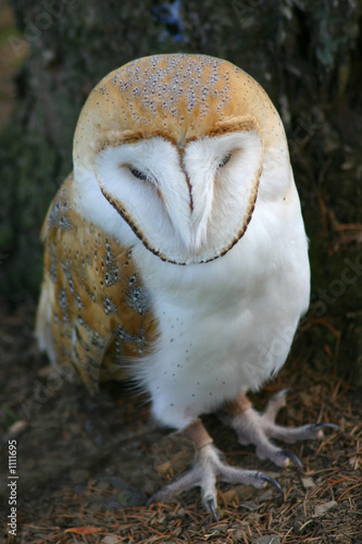 Fototapeta Naklejka Na Ścianę i Meble -  barn owl
